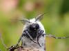 288686 – Photo : Catherine Reymonet-Smitten – France (19)